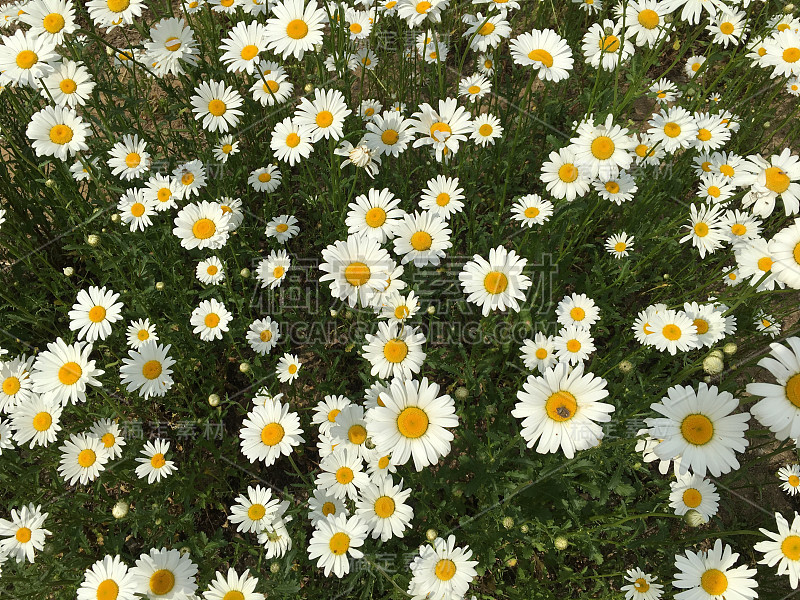 蜡台花、洋甘菊