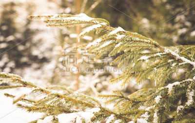 冬季仙境背景。雪杉树的冬天卡