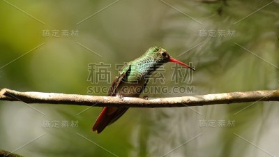 红尾蜂鸟栖息在一根小树枝上