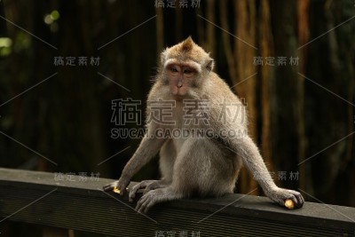猴子森林