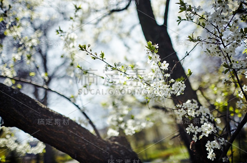 春天盛开的苹果园。清新的春天背景户外的自然。柔软的焦点图像盛开的花朵在春天的时间。浅景深。有选择性的