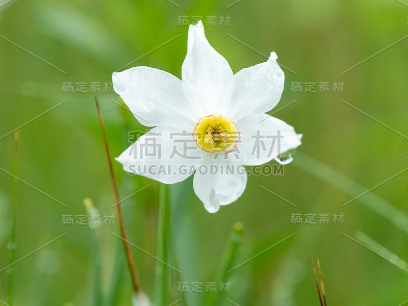 生长在草地上的开花水仙(辐射水仙