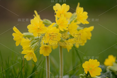 驴