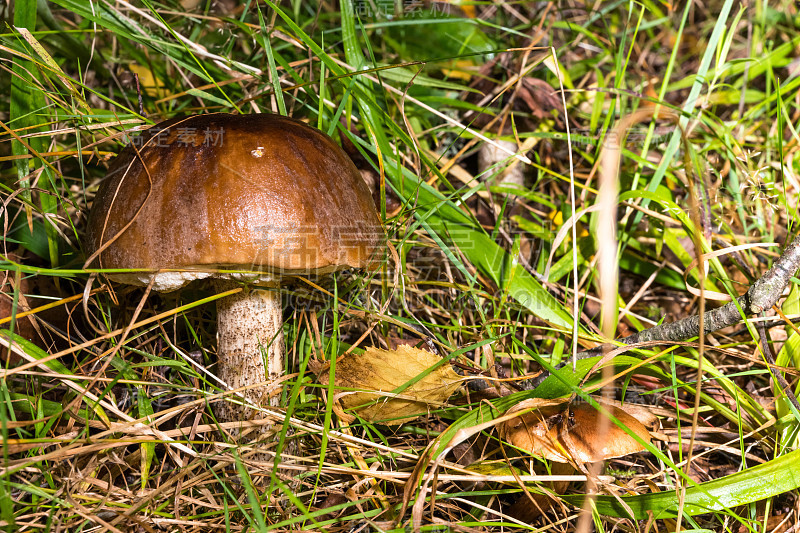 草地上的蘑菇。牛肝菌属菌类(Leccinum)。