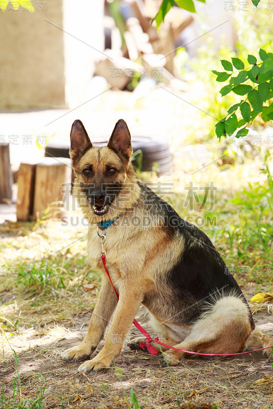 犬种德国牧羊犬