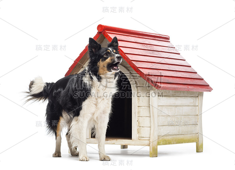 边境牧羊犬在白色背景下的犬舍旁吠叫