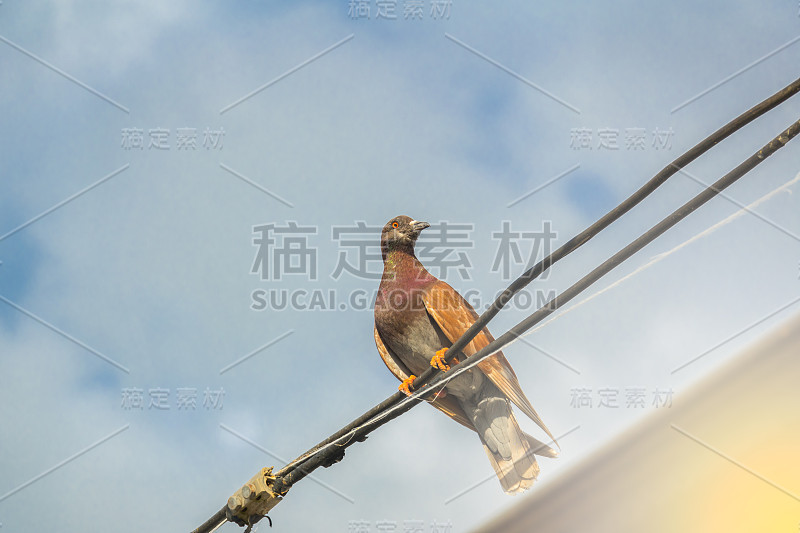 鸽子在天蓝色背景的电缆上