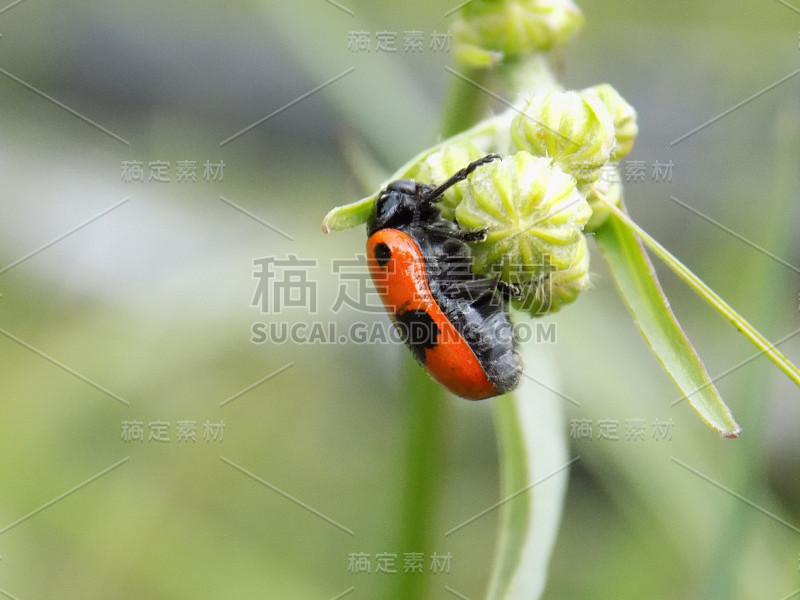 虫植物