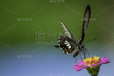 蝴蝶