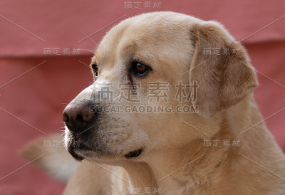 拉布拉多寻回犬