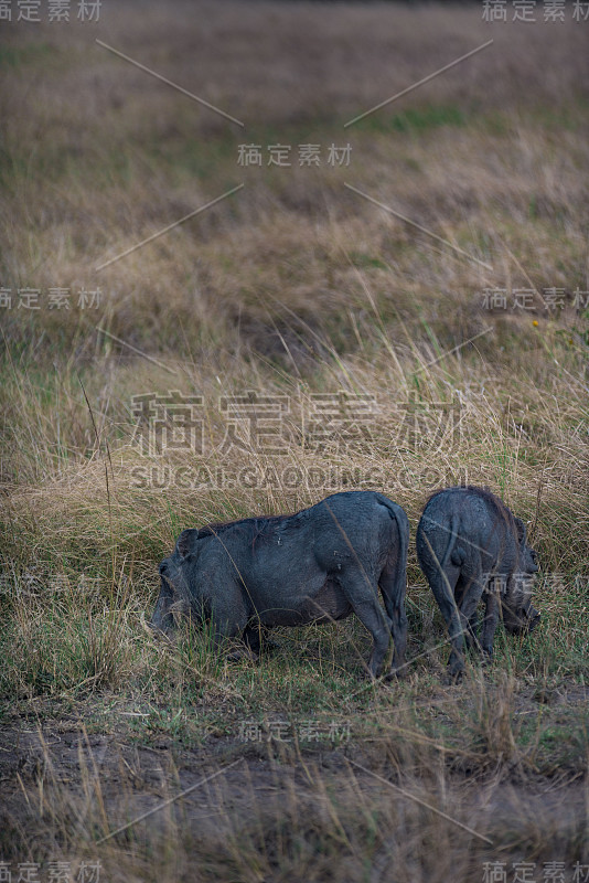 乌干达伊丽莎白女王国家公园的疣猪/彭巴