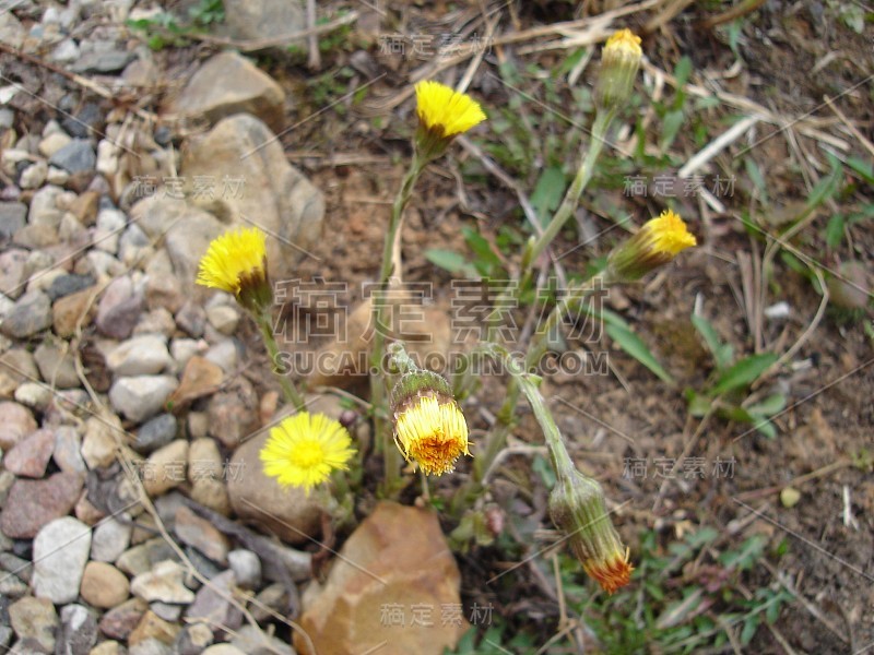 美丽娇艳、色彩鲜艳的花朵盛开着