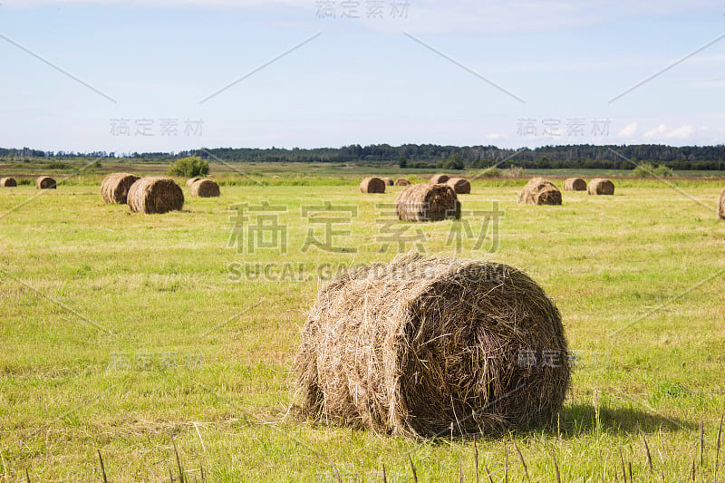 收割后有稻草捆的田地