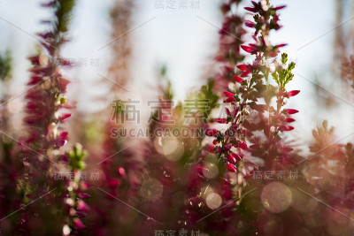 卡鲁纳