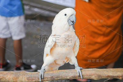 白色金刚鹦鹉站在树枝上