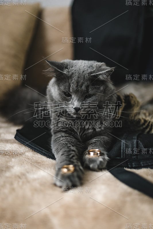 结婚戒指在猫的爪子。可爱的毛绒绒的猫，爪子上戴着结婚戒指。婚礼气氛与猫。猫躺在明亮的沙发上