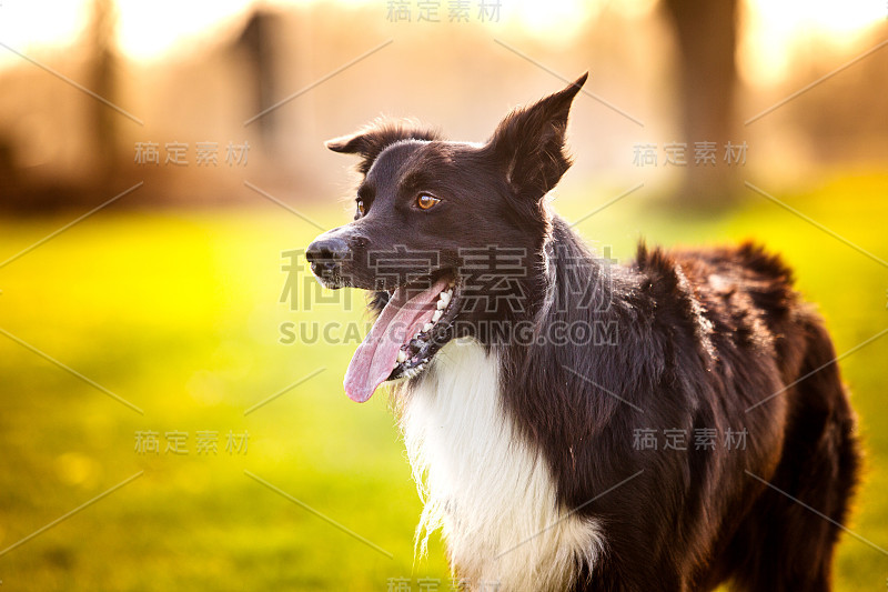 在美丽的日出户外，没有皮带的快乐边境牧羊犬。快乐的狗狗在城市公园看镜头。