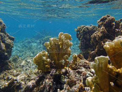 加勒比海潜水