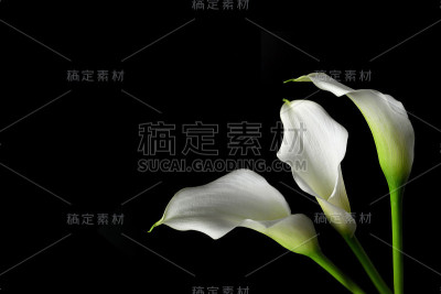 同情卡与马蹄莲花孤立在黑色背景