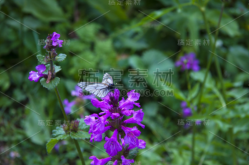 雨后盛开的绿色草地。带露珠的蝴蝶。