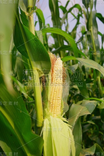 玉米的豆荚在玉米植株上，玉米地的农业园里，玉米荚在玉米树干上
