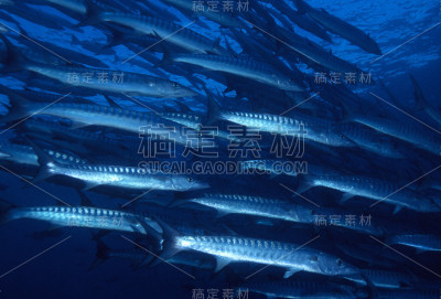 学院的梭鱼