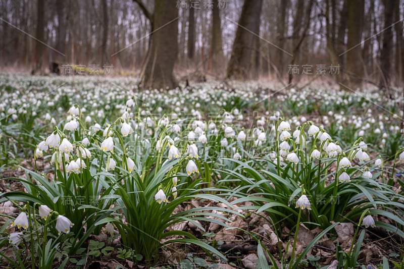 春雪花(Leucojum vernum)是石蒜科多年生球茎开花植物。春雪如地毯般盛开在河漫滩的森林里