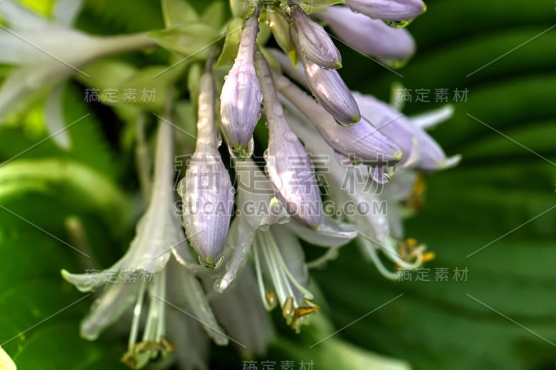 玉簪花。种植花。