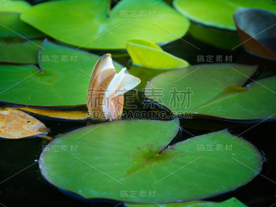 白水百合