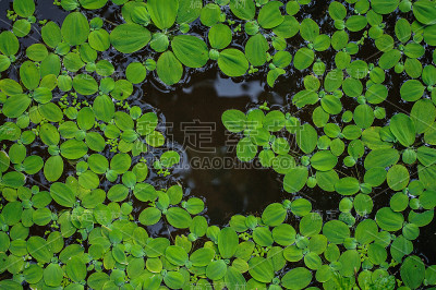 Pistia，水上的绿色植物