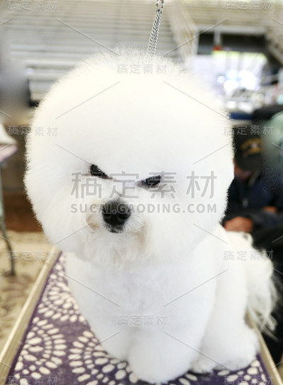 各种狗