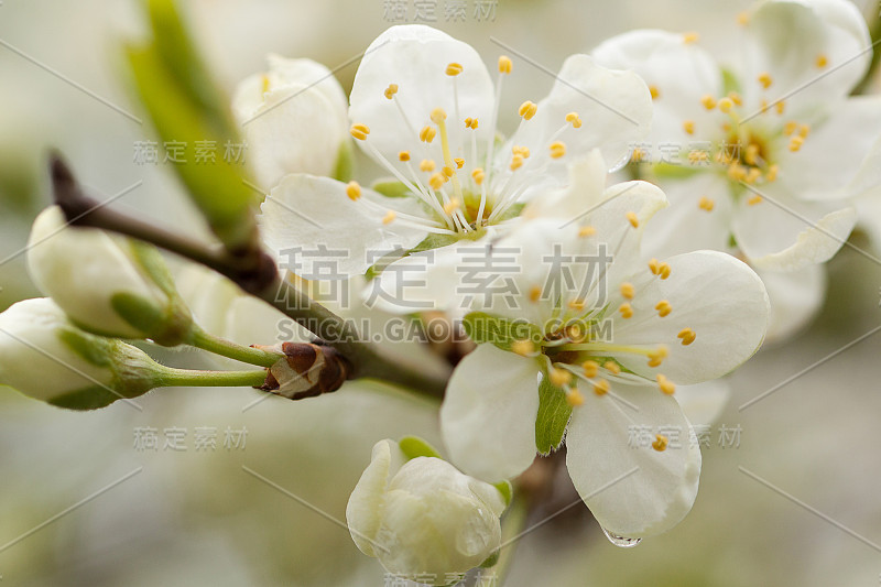 开花的苹果树枝与白色的花和芽