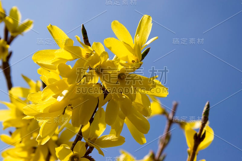 中间连翘属黄色开花植物，观赏性花卉盛开，美丽的春季灌木全花