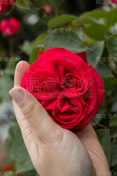 手捧美丽的五彩玫瑰