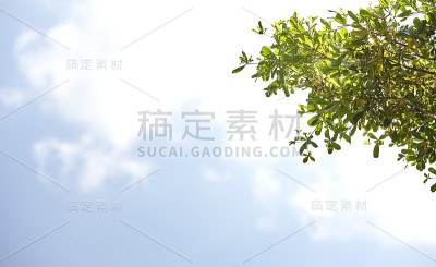 花园
