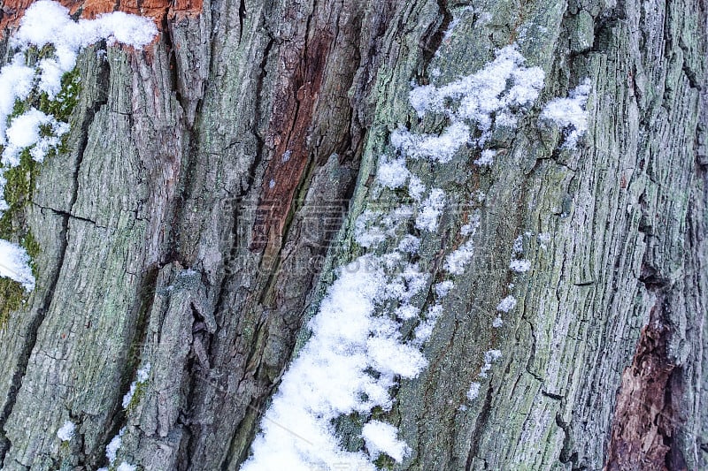 树的棕色树皮和绿色苔藓的浮雕纹理。一棵老杨树的树皮纹理，上面有苔藓和雪。