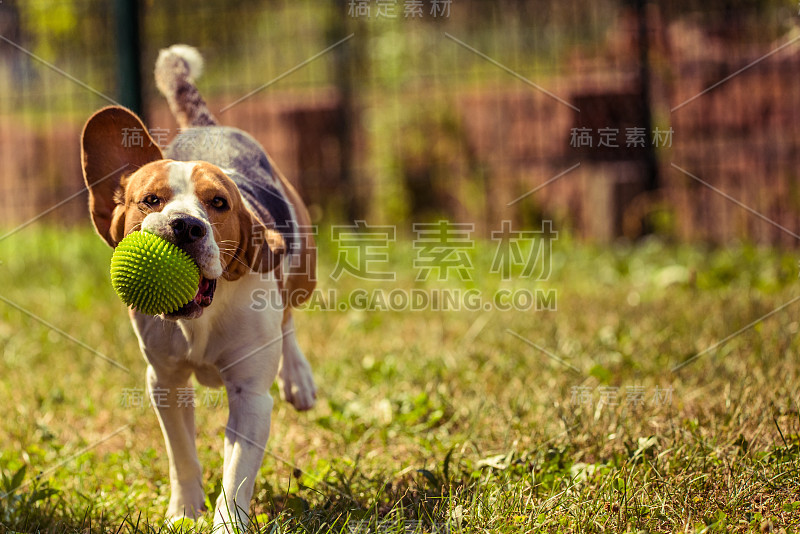 小猎犬跑