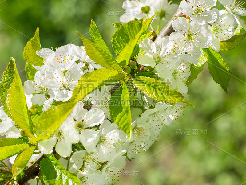 苹果树花