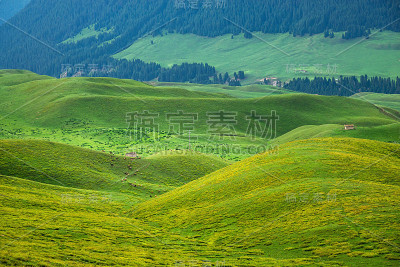 山区自然景观，绿草如茵的草地和放牧的羊群