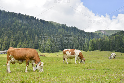 牛在高山放牧