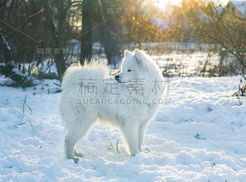 年轻的萨摩耶狗站在雪中看着远离相机。日落照明