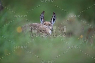 查莫瓦（鲁皮卡普拉鲁皮卡普拉）沃斯盖斯山，法国格姆森沃格森