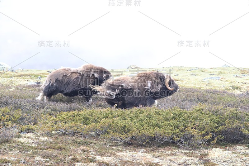 莫舒索赫森·多夫雷费尔国家公园诺威根