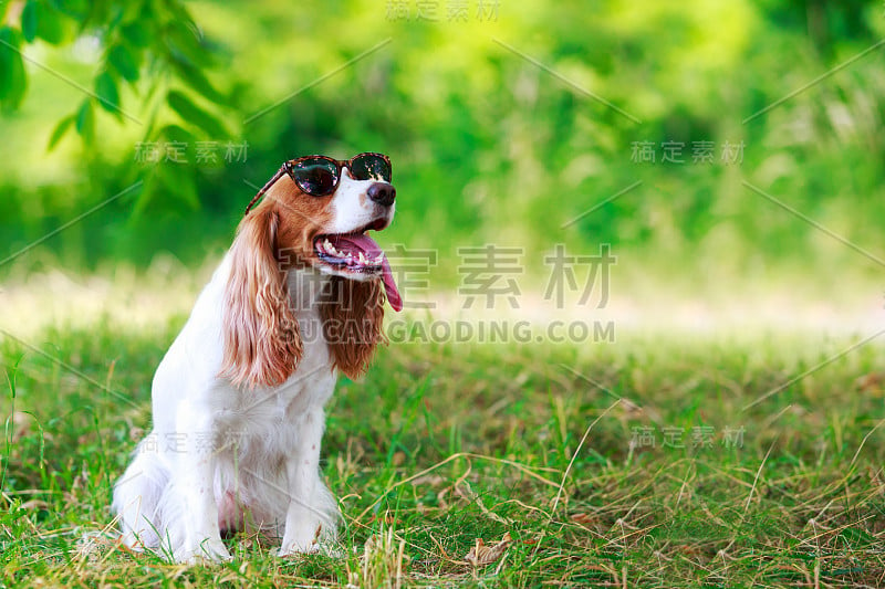 犬种俄罗斯猎犬