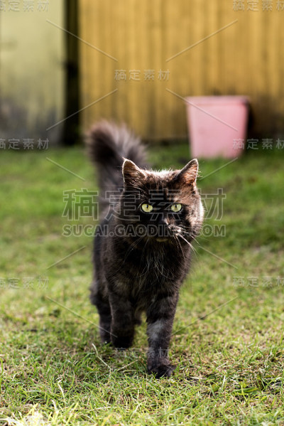 黑色的猫