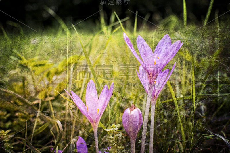 秋番红花的花