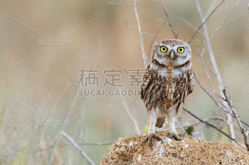 小猫头鹰，雅典娜·诺图亚，坐在一块石头上嘴里叼着一只蜈蚣