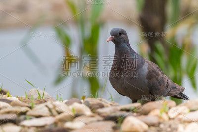 鱼类在那里