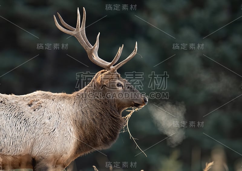 发情期的麋鹿