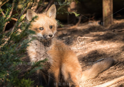 红狐狸- Vulpes Vulpes Baby